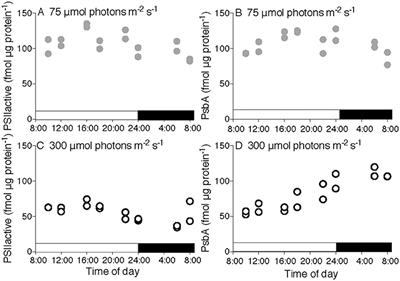 A Hard Day's Night: Diatoms Continue Recycling Photosystem II in the Dark